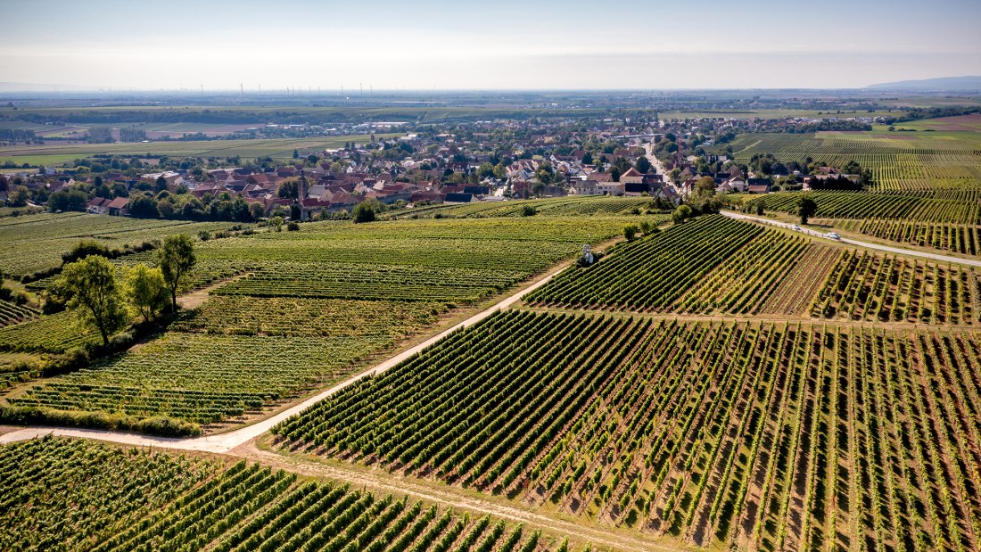 Dalsheimer Bürgel Dalsheimer Bürgel