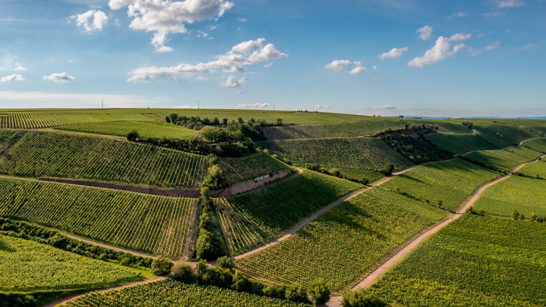 Niersteiner Pettenthal Niersteiner Pettenthal
