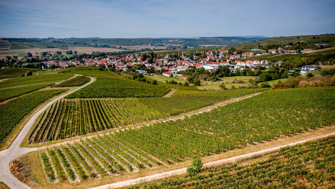 Elsheimer Blume Elsheimer Blume