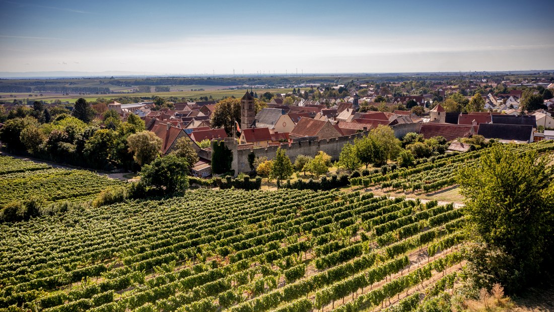 Dalsheimer Bürgel Dalsheimer Bürgel