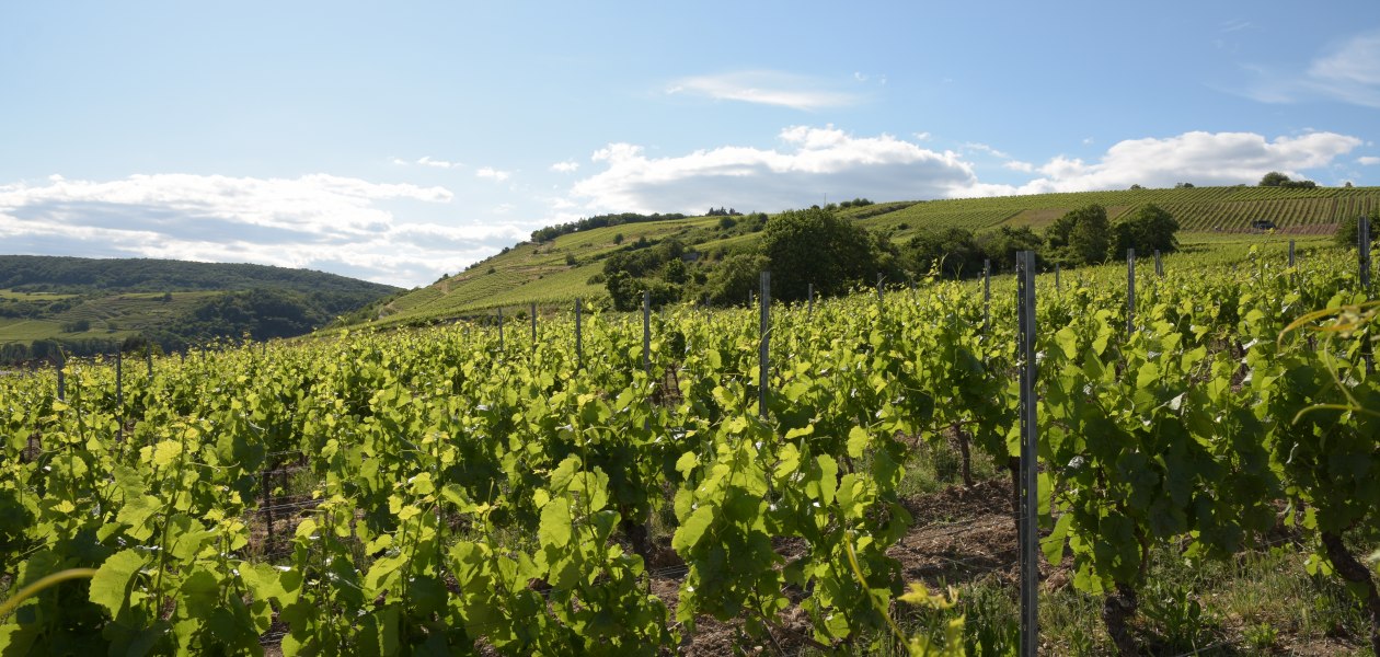 Weingut Riffel_Scharlachberg, © Weingut Riffel Weingut Riffel_Scharlachberg, © Weingut Riffel