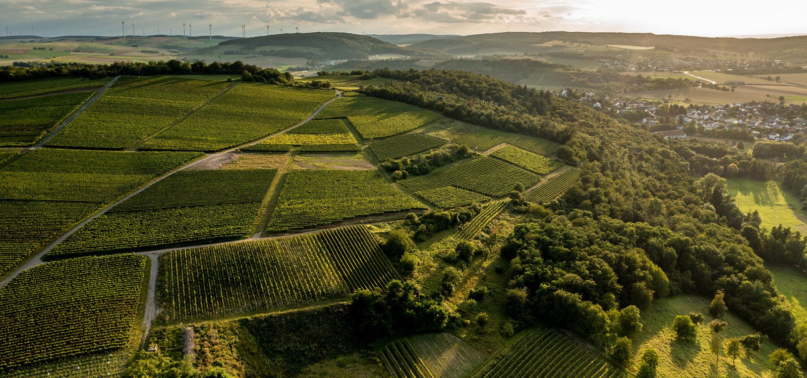 Siefersheimer Höllberg Siefersheimer Höllberg
