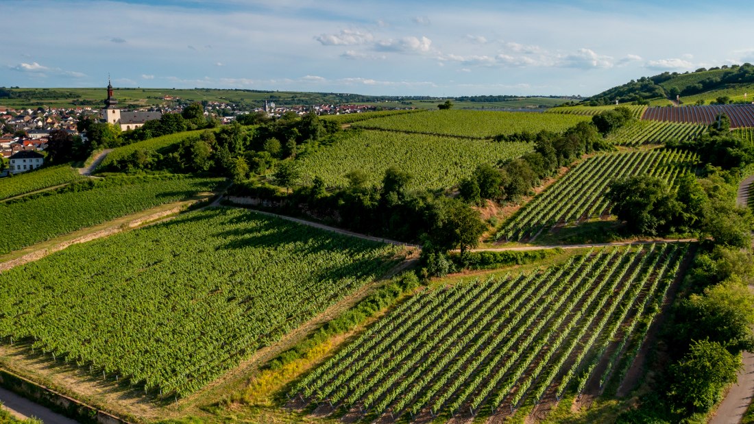 Niersteiner Zehnmorgen Niersteiner Zehnmorgen