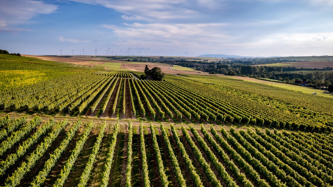 Dautenheimer Himmelacker Dautenheimer Himmelacker