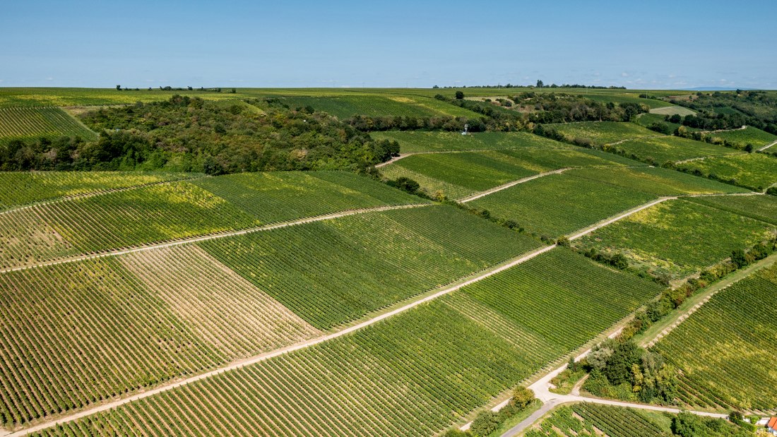 Dienheimer Falkenberg Dienheimer Falkenberg