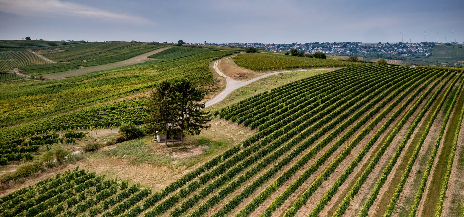 Selzener Osterberg Selzener Osterberg