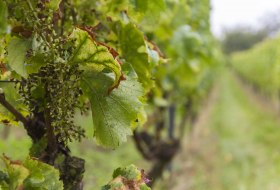 Weingut Freitag_Weinrebe © Weingut Freitag Weingut Freitag_Weinrebe © Weingut Freitag