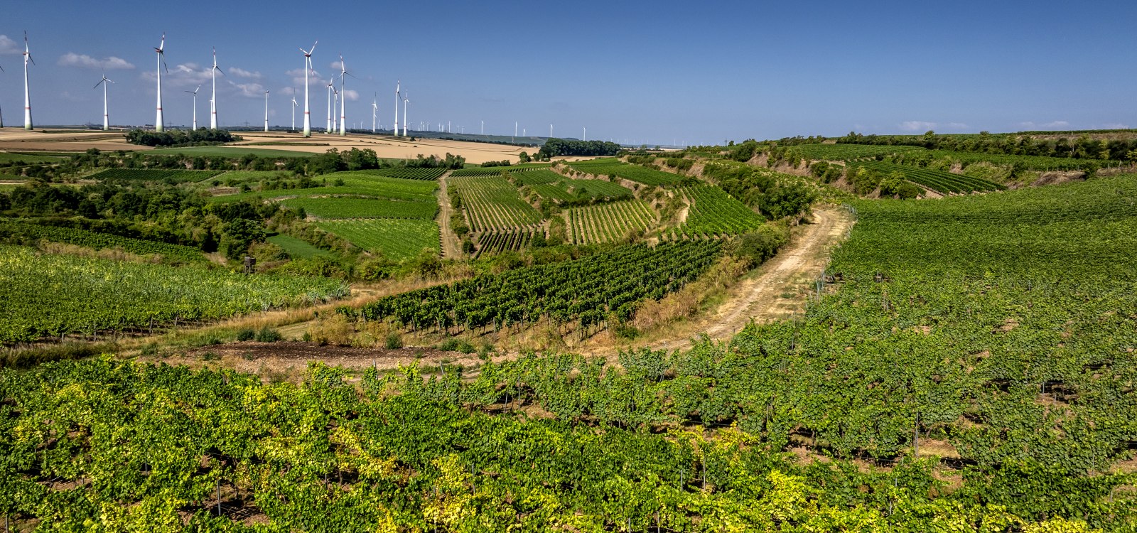 Alsheimer Römerberg, © Torsten Silz Alsheimer Römerberg, © Torsten Silz