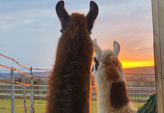 Selztal Lamas Selztal Lamas