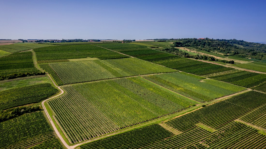 Gau-Algesheimer Johannisberg Gau-Algesheimer Johannisberg
