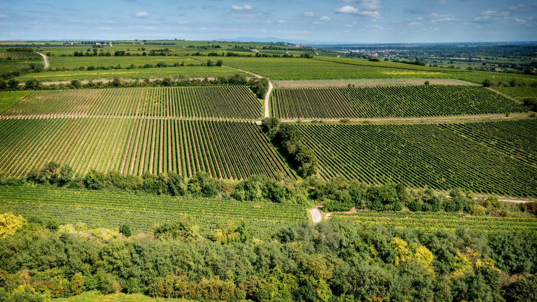 Ludwigshöher Teufelskopf Ludwigshöher Teufelskopf