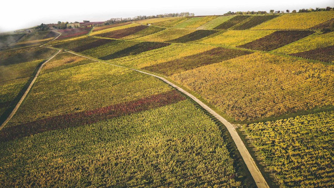 Weingut Schittler & Becker:Weinberge, © Weingut Schittler & Becker Weingut Schittler & Becker:Weinberge, © Weingut Schittler & Becker