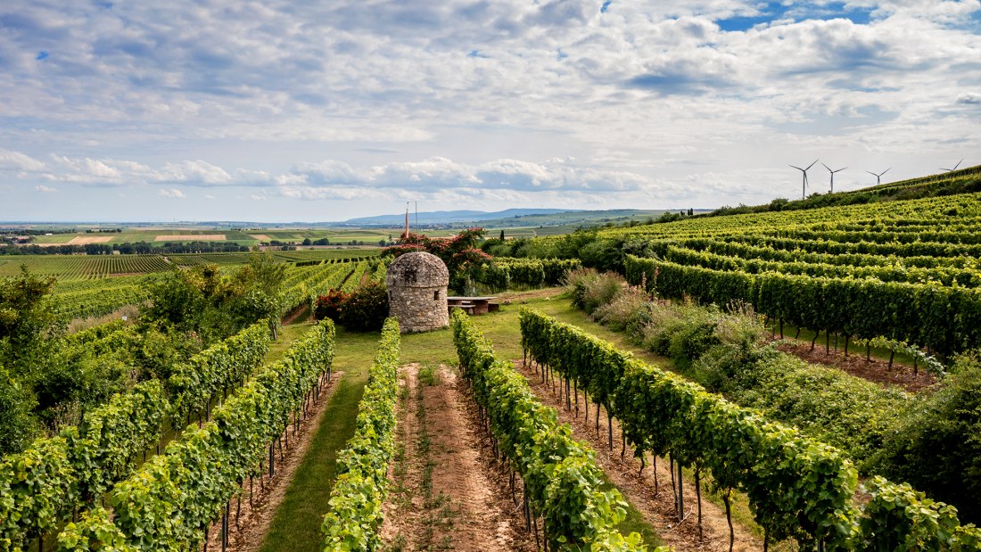 Nieder-Flörsheimer Frauenberg Nieder-Flörsheimer Frauenberg