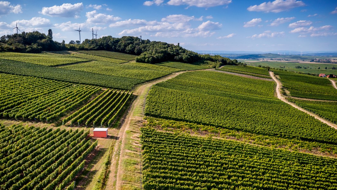 Dittelsheimer Kloppberg Dittelsheimer Kloppberg