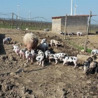 Schweine_2 Schweine_2