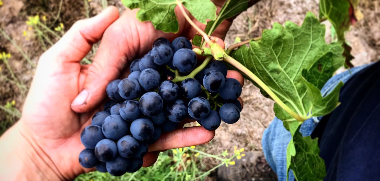Weingut Baum_Weintrauben gehalten von Lena und Sebastian, © Lena Göth Weingut Baum_Weintrauben gehalten von Lena und Sebastian, © Lena Göth