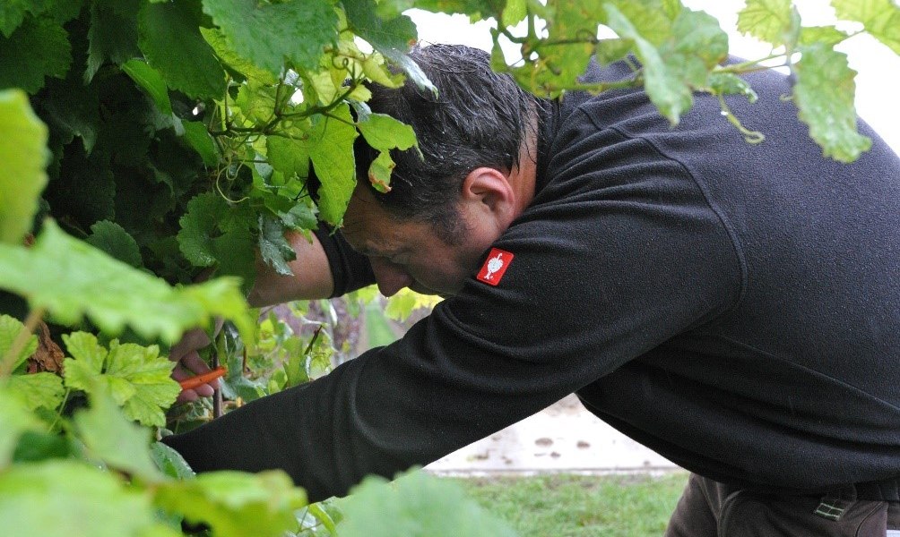 Weingut Bacchushof_Dirk Berges, © Weingut Bacchushof Weingut Bacchushof_Dirk Berges, © Weingut Bacchushof