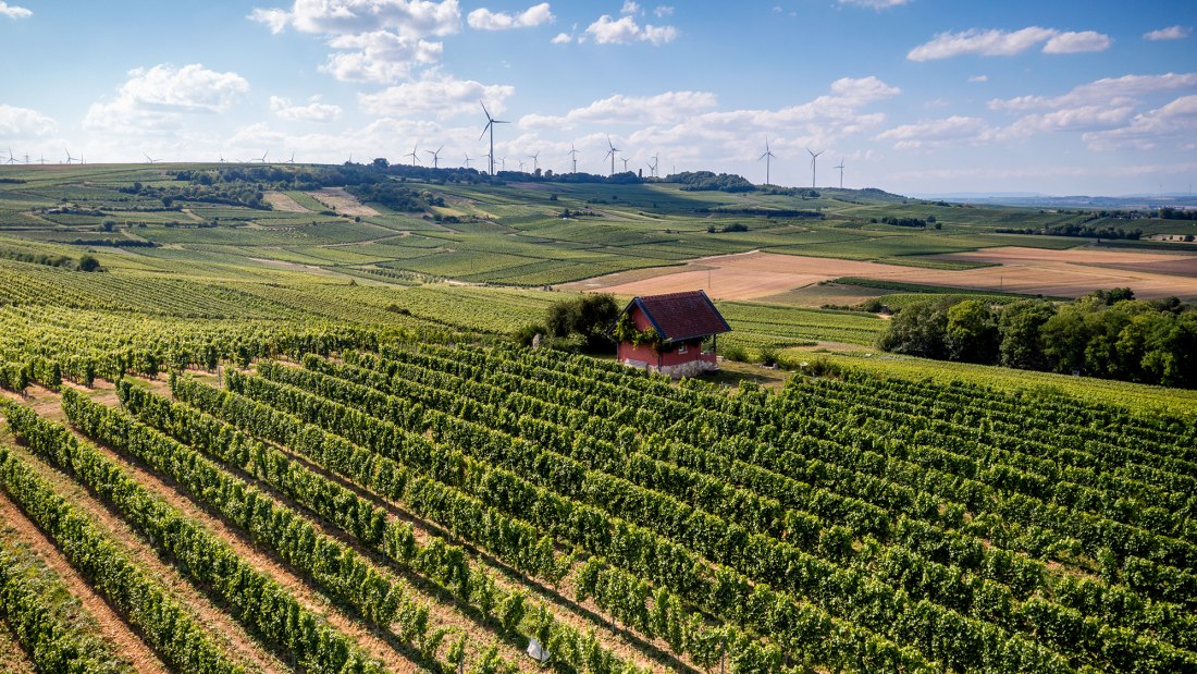 Dittelsheimer Geiersberg Dittelsheimer Geiersberg