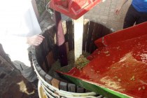 Weingut Tobias Hahn_Presse, © Weingut Tobias Hahn Weingut Tobias Hahn_Presse, © Weingut Tobias Hahn