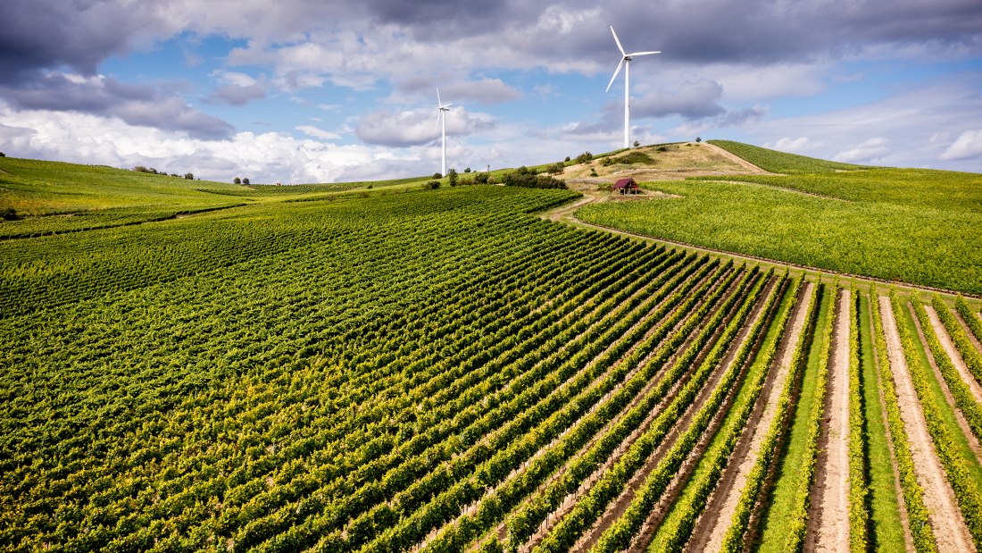 Hahnheimer Knopf Hahnheimer Knopf