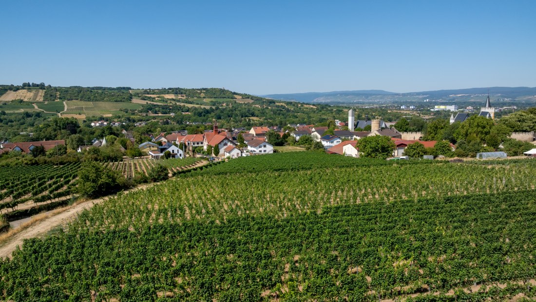 Ingelheimer Burgberg-072 Kopie, © Torsten Silz Ingelheimer Burgberg-072 Kopie, © Torsten Silz