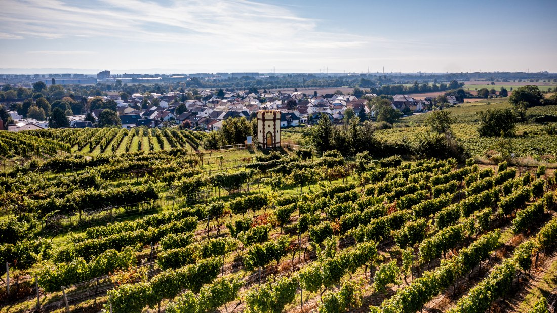 Osthofener Goldberg Osthofener Goldberg