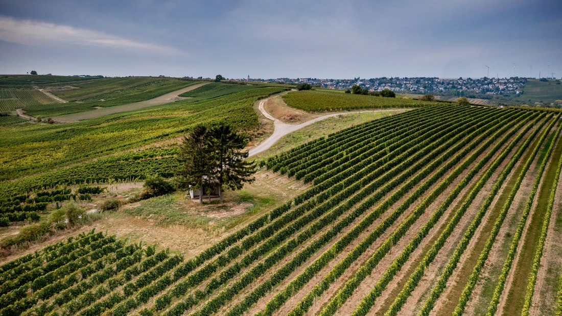 Selzener Osterberg Selzener Osterberg