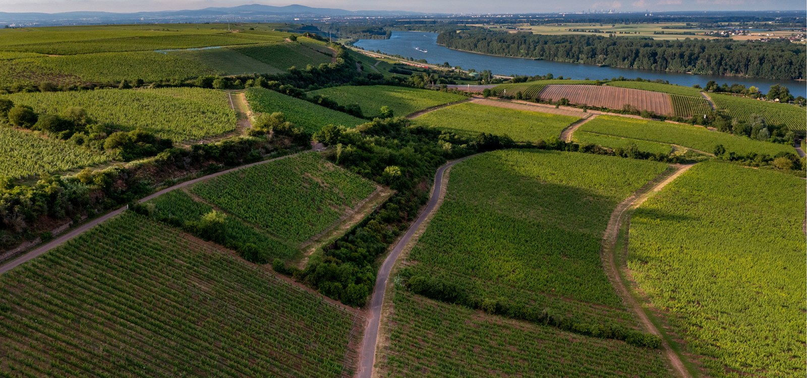 Niersteiner Ölberg Niersteiner Ölberg