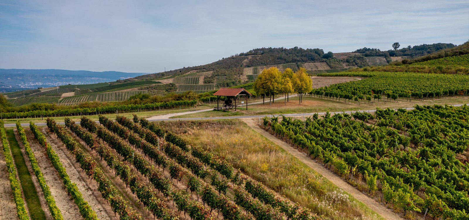 Aspisheimer Sonnenberg Aspisheimer Sonnenberg
