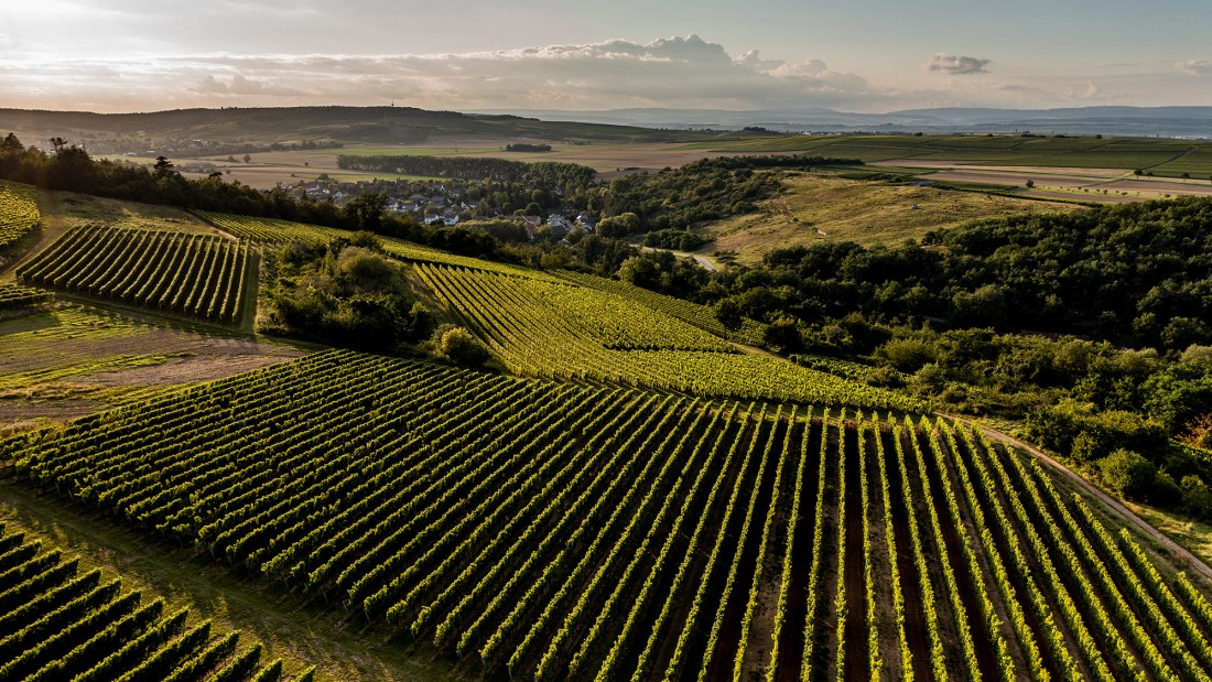 Siefersheimer Höllberg Siefersheimer Höllberg