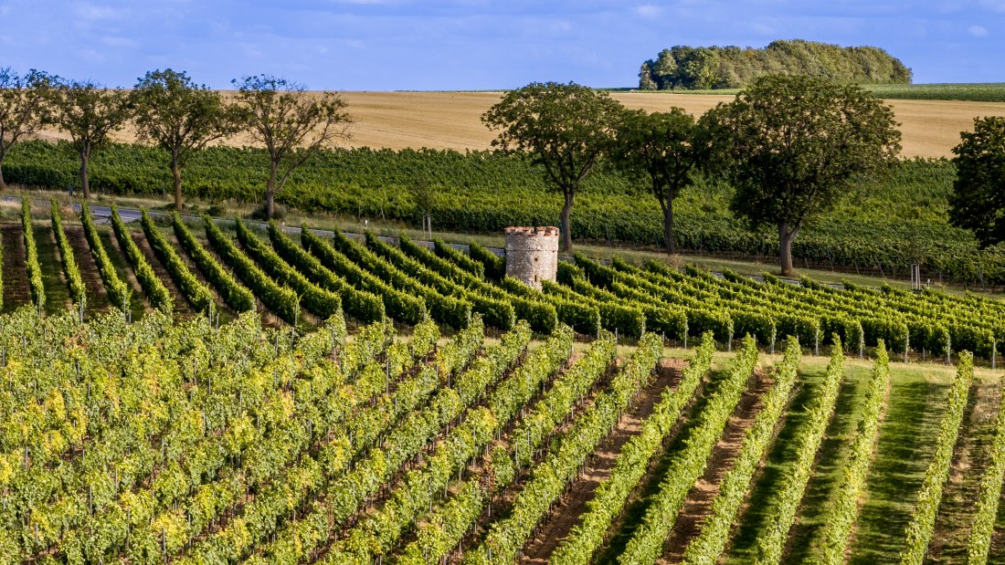 Ober-Flörsheimer Blücherpfad Ober-Flörsheimer Blücherpfad