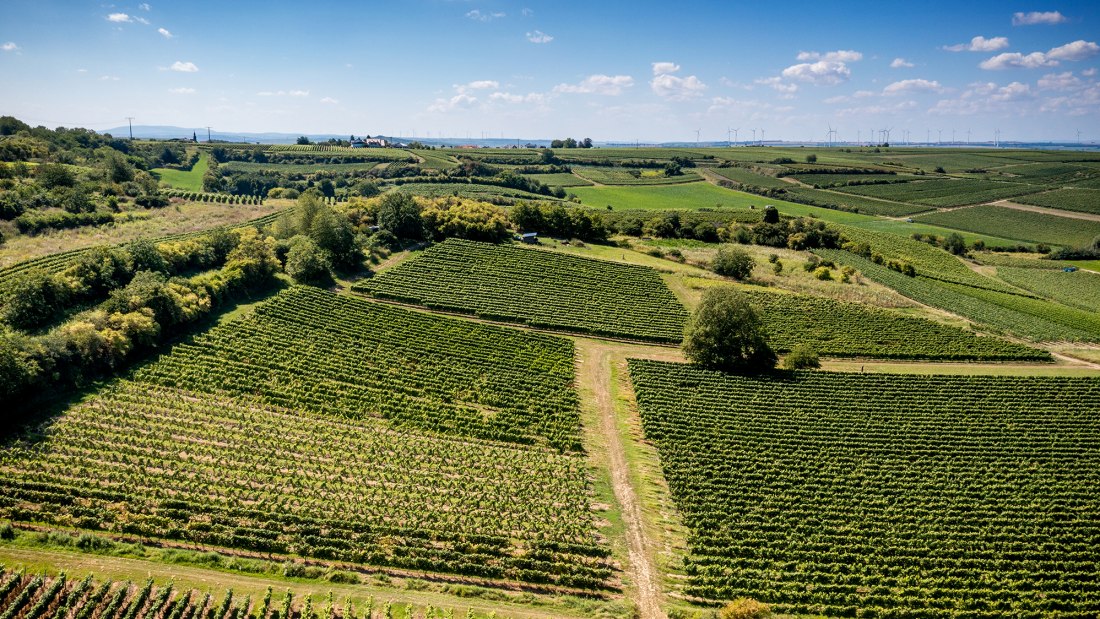Dalheimer Kranzberg Dalheimer Kranzberg