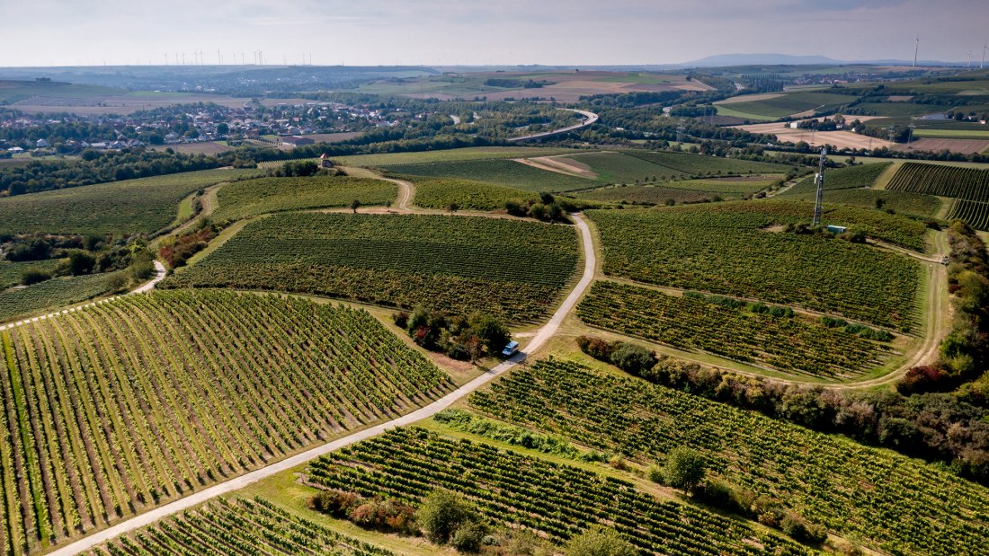 Albiger Hundskopf Albiger Hundskopf