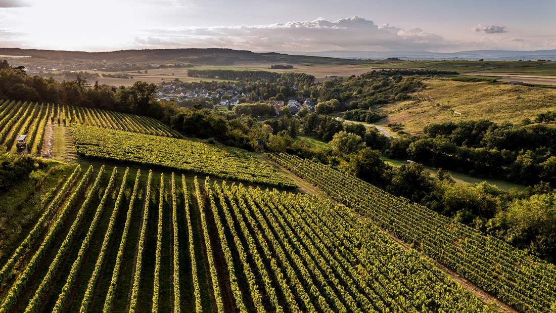 Siefersheimer Höllberg Siefersheimer Höllberg