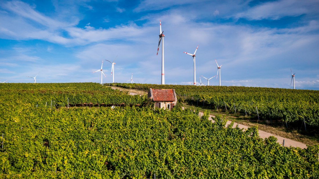 Dautenheimer Himmelacker Dautenheimer Himmelacker