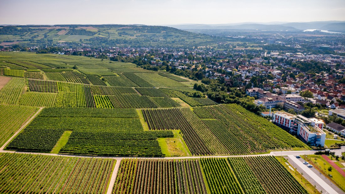 Ingelheimer Höllenweg Ingelheimer Höllenweg