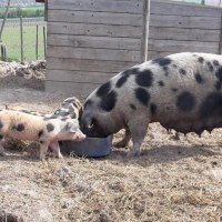 Schweine_3 Schweine_3