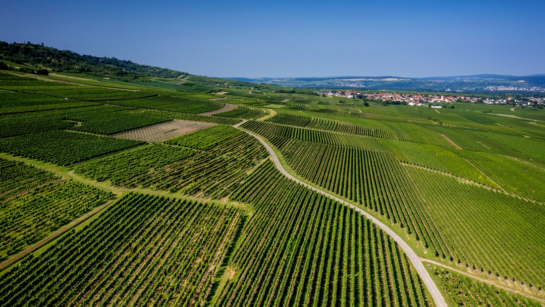 Gau-Algesheimer Johannisberg Gau-Algesheimer Johannisberg