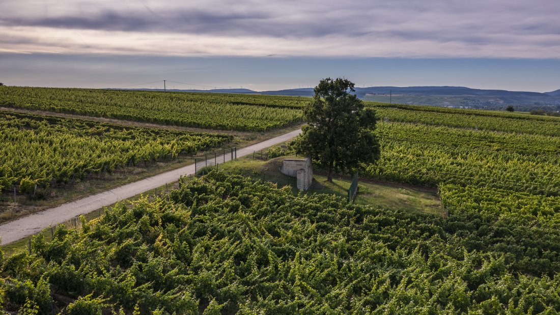Biebelsheimer Kieselberg Biebelsheimer Kieselberg