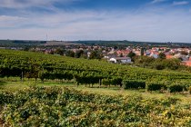 Albiger Schloss Hammerstein Albiger Schloss Hammerstein