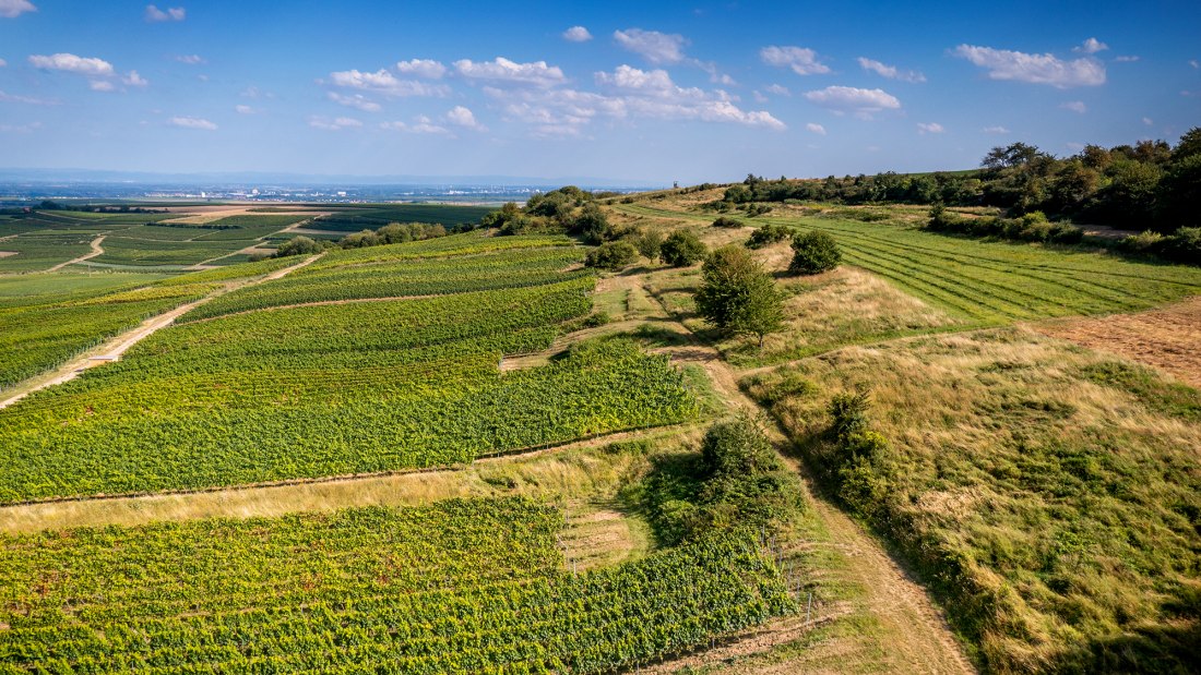 Dittelsheimer Kloppberg Dittelsheimer Kloppberg