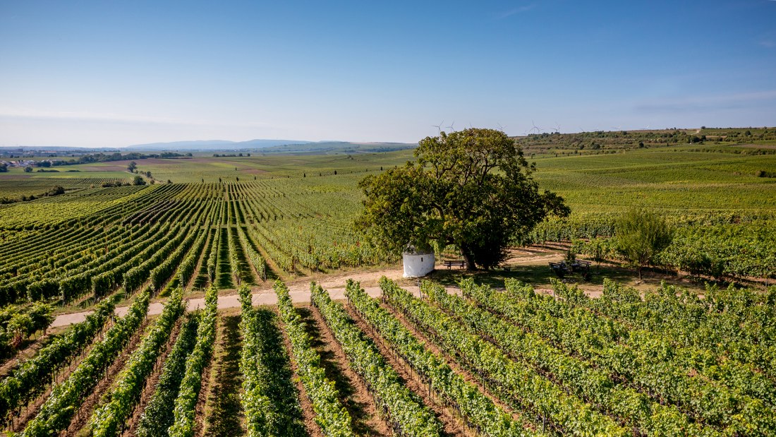 Dalsheimer Bürgel Dalsheimer Bürgel