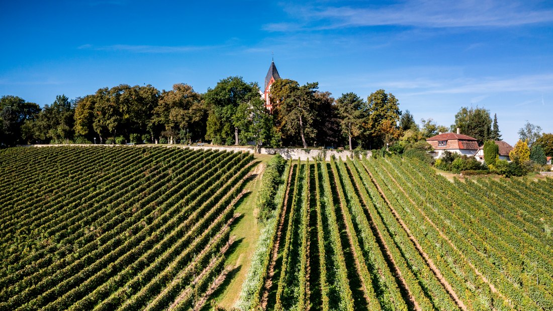 Osthofener Goldberg Osthofener Goldberg