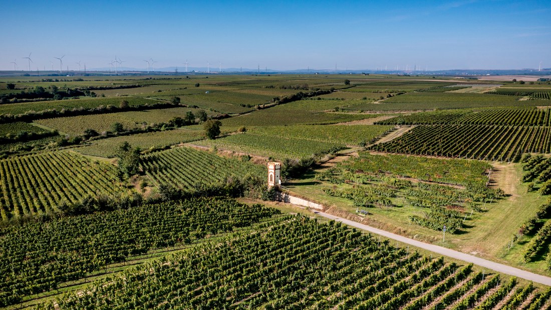 Osthofener Goldberg Osthofener Goldberg