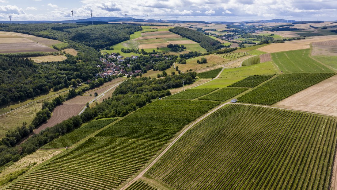 Tiefenthaler Graukatz Tiefenthaler Graukatz
