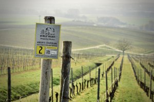 Weingut Wagner_Weinberg, © Weingut Wagner Weingut Wagner_Weinberg, © Weingut Wagner
