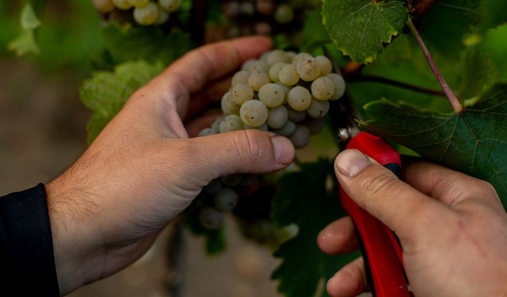 Weingut Binzel_Trauben, © Weingut Binzel Weingut Binzel_Trauben, © Weingut Binzel