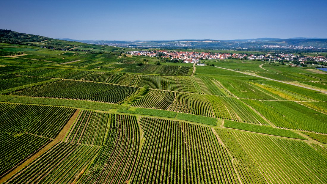 Gau-Algesheimer Johannisberg Gau-Algesheimer Johannisberg