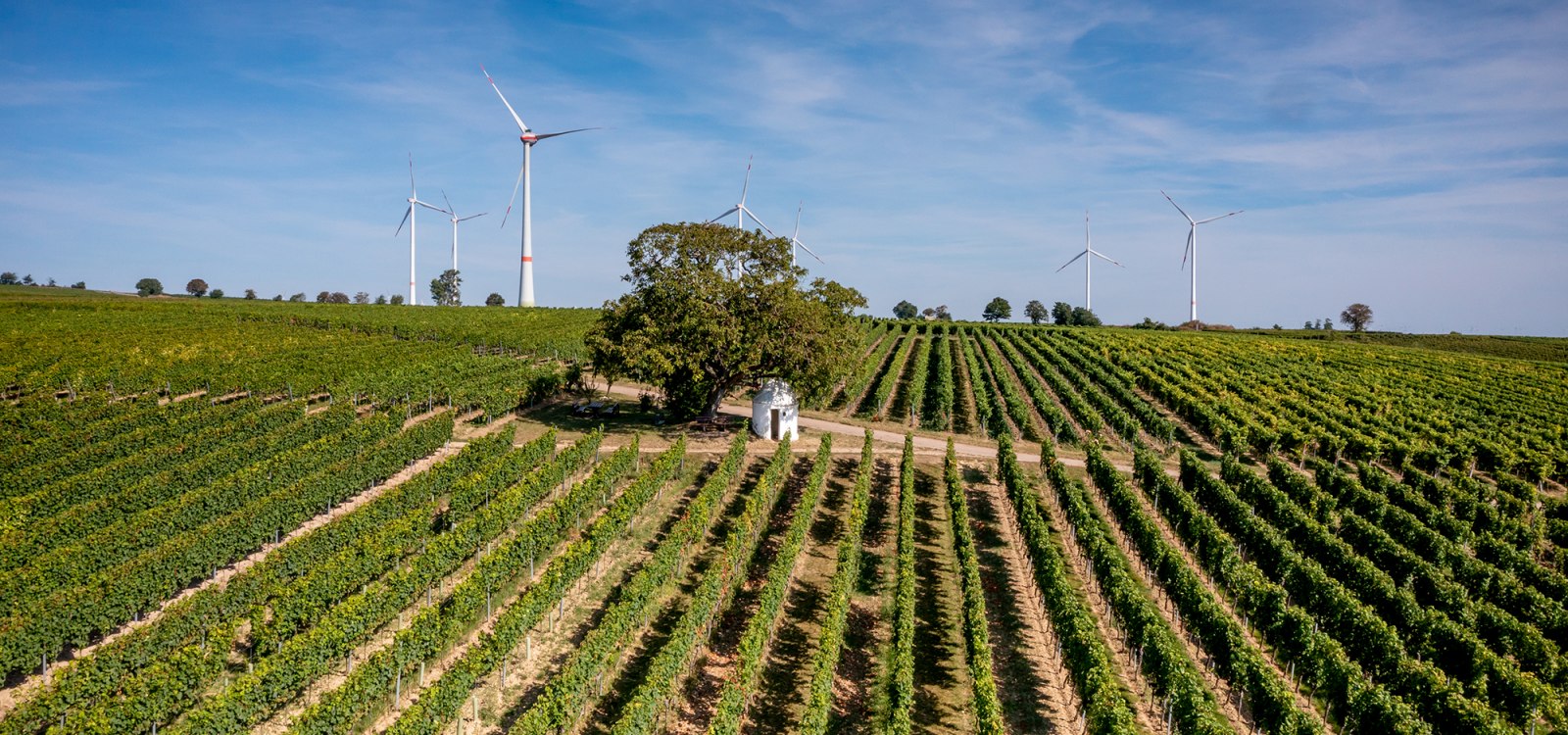Dalsheimer Bürgel Dalsheimer Bürgel