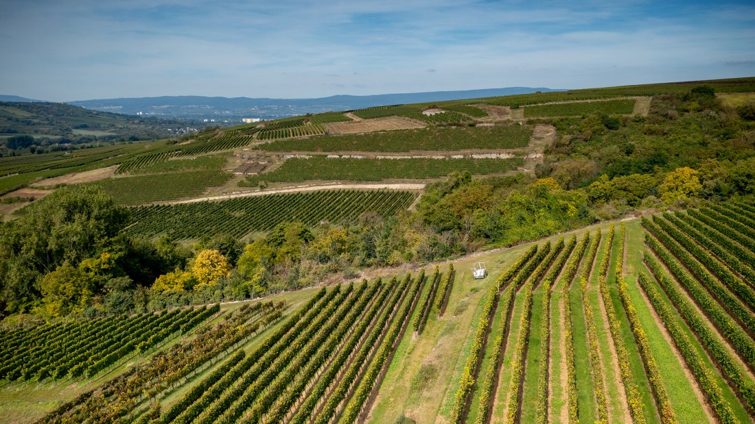 Groß-Winternheimer Bockstein Groß-Winternheimer Bockstein